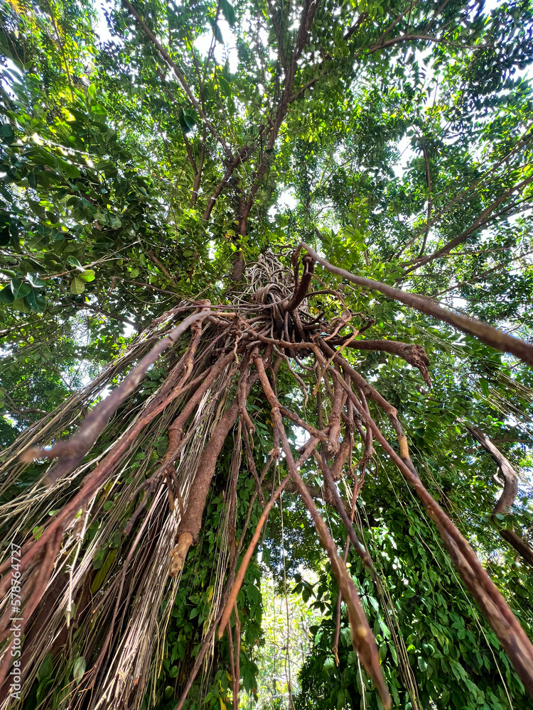 Beautiful image of roots and vines hanging down from the banyan tree