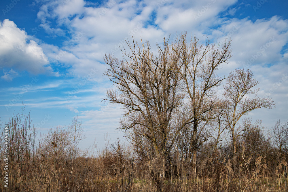 The trees that shade the meadows of the Emilian plain