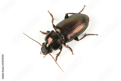 Bark beetle, big greenish beetle on white background (Latin name Selatosomus gravidus). photo