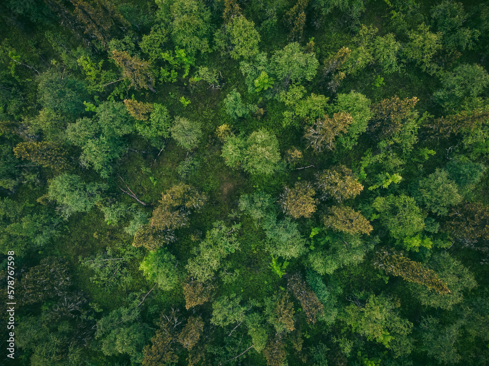 Green mixed deciduous forest with mystical fog, dramatic mood. Aerial top view