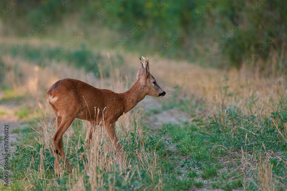 Cute Roe deer in natural environment, Slovakia