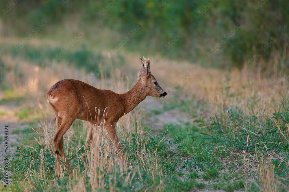 Cute Roe deer in natural environment, Slovakia Cute Roe deer in natural environment, Slovakia