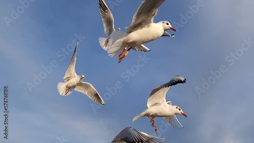 Baltic seagulls against the blue sky. natural sound