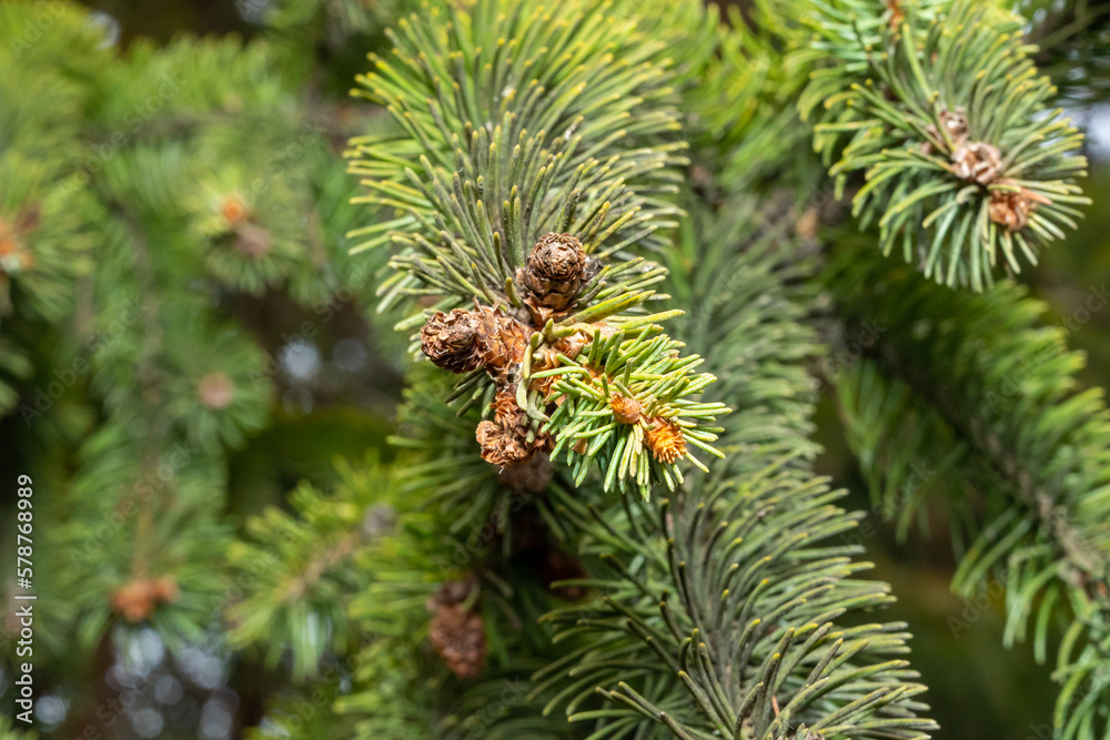 cones forest conifers cones forest conifers