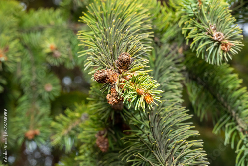 Photo cones forest conifers