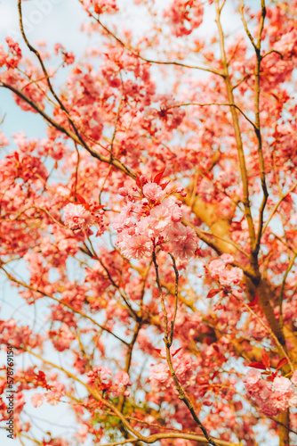 Branches of blossoming cherry on gentle light blue sky background in sunlight