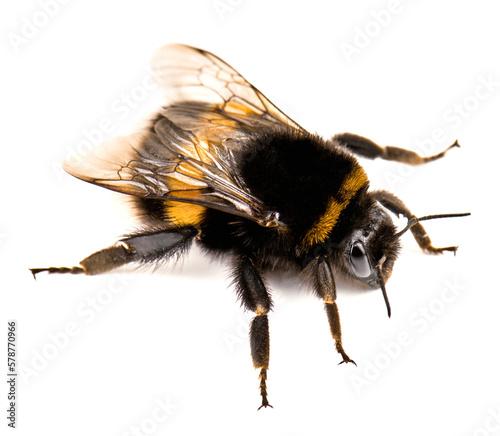 Live cute bumblebee on white background