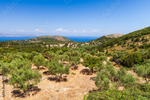 Zakynthos summer landscape with olive trees. Greek island