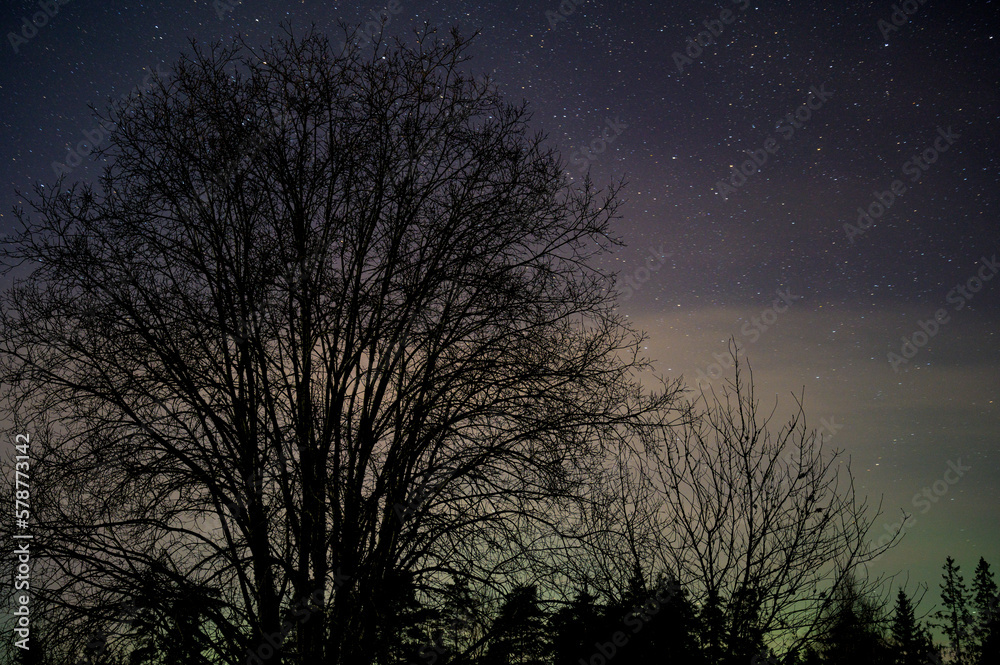 night sky with tree