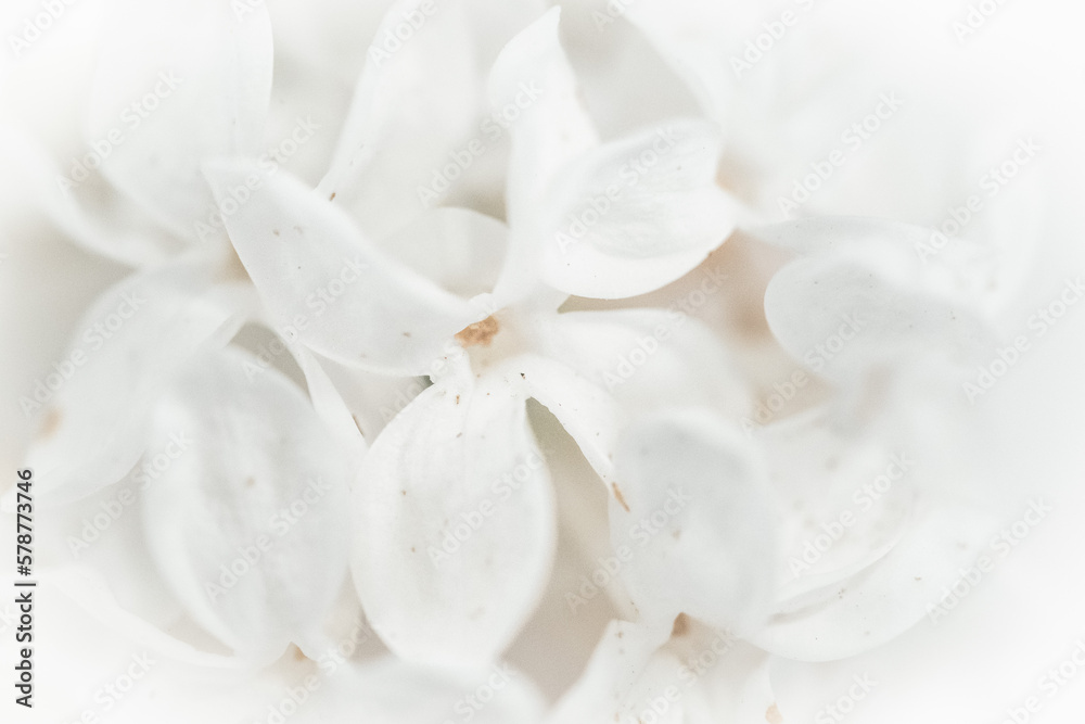 White lilac White lilac