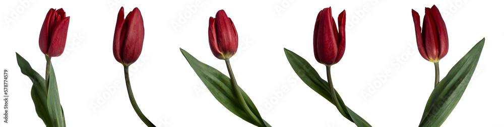 Obraz premium Collection of red tulips isolated on transparent background.