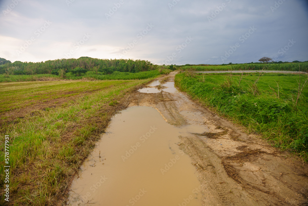 田舎の畦道に溜まった泥水　沖縄