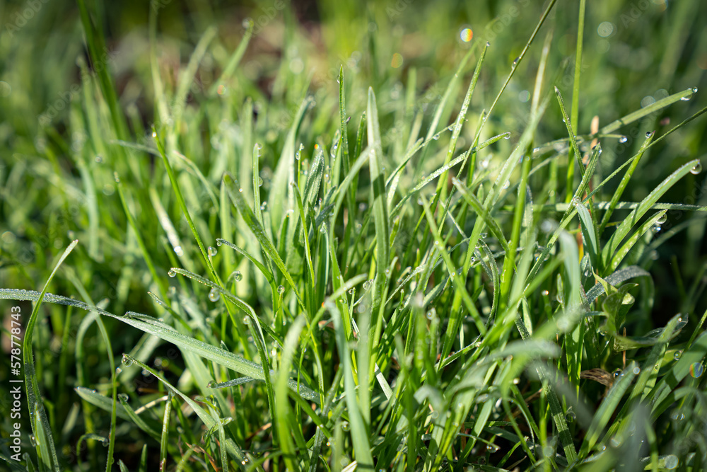 background of green grass with dew drops background of green grass with dew drops