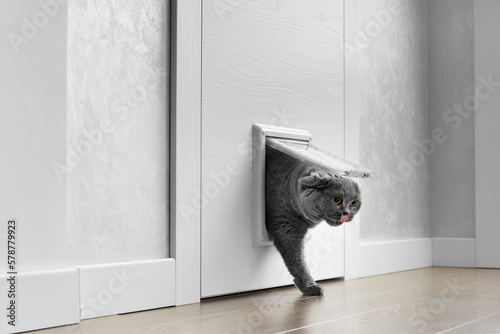 Cat passing through the cat door at home