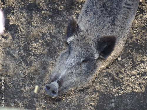 Wildschwein