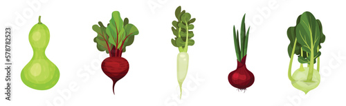 Raw Vegetables as Ripe Garden Crop Vector Set
