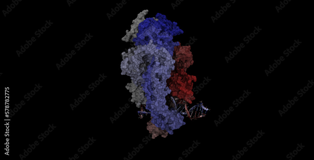 Taq Muts Complexed With Heteroduplex DNA 3D molecule 4K
