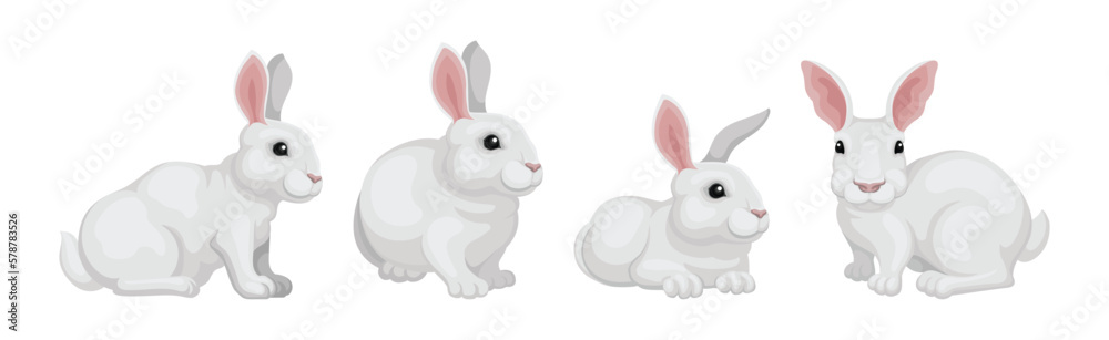 Fototapeta premium Rabbit with Long Ears and White Coat in Different Pose Vector Set