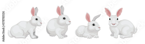 Rabbit with Long Ears and White Coat in Different Pose Vector Set