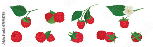 Ripe Red Raspberry as Sweet Mature Garden Fruit Vector Set
