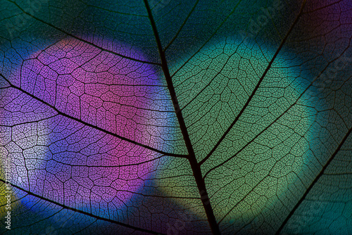 background from leaf skeleton with veins and cells - macro photograph © Vera Kuttelvaserova