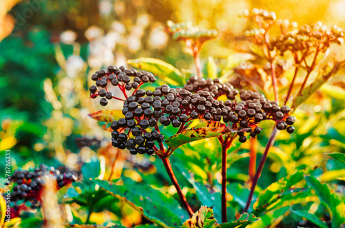 Tassels of black elderberry berries on the background of bright light in the forest