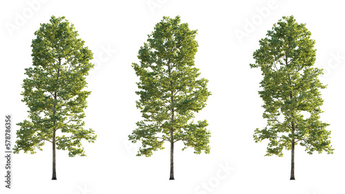 Set of large trees sycamore platanus trees isolated png on a transparent background perfectly cutout