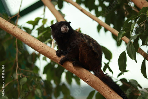 Monkey in green forest cliffs Bali
