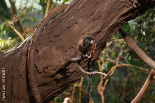 Monkey in green forest cliffs Bali