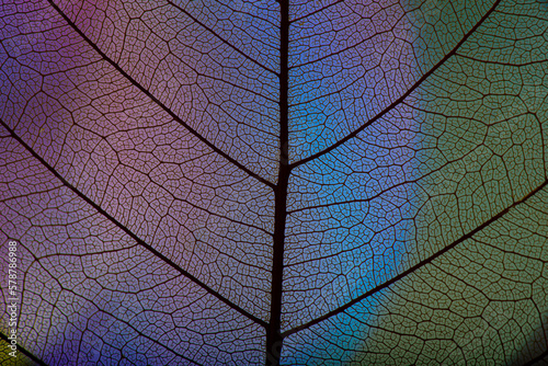 background from leaf skeleton with veins and cells - macro photograph © Vera Kuttelvaserova