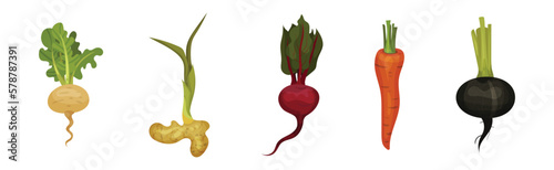 Root Vegetables as Agricultural Cultivar and Crop Harvest Vector Set