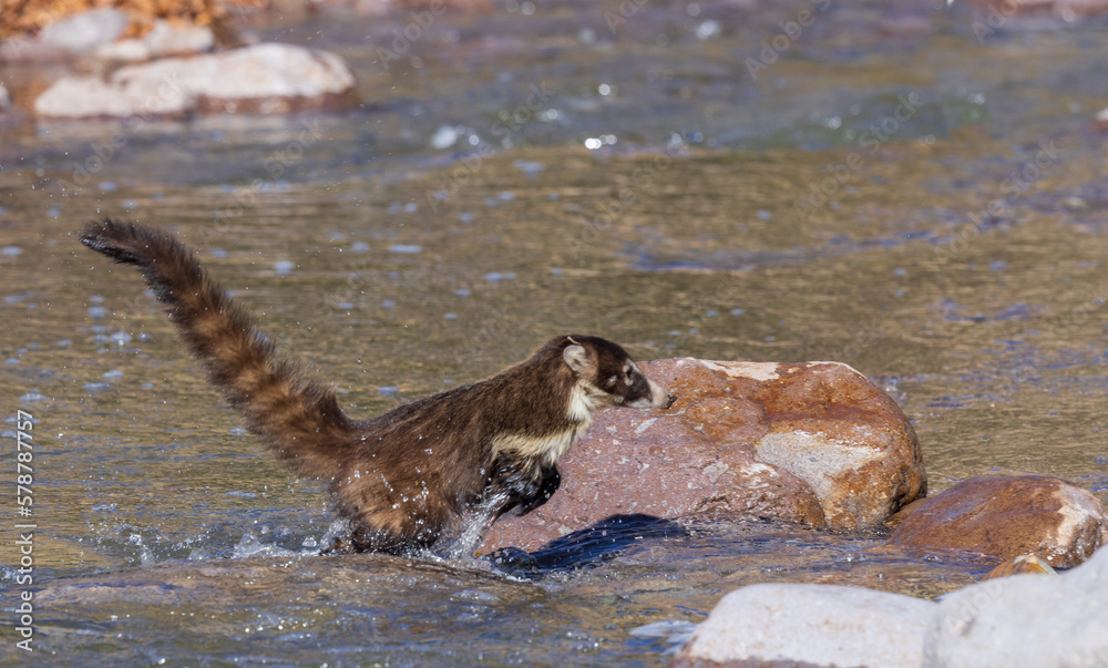 White Nosed Coatimundi Crossing a Stream in the Chiricahua National Monument Arizona White Nosed Coatimundi Crossing a Stream in the Chiricahua National Monument Arizona