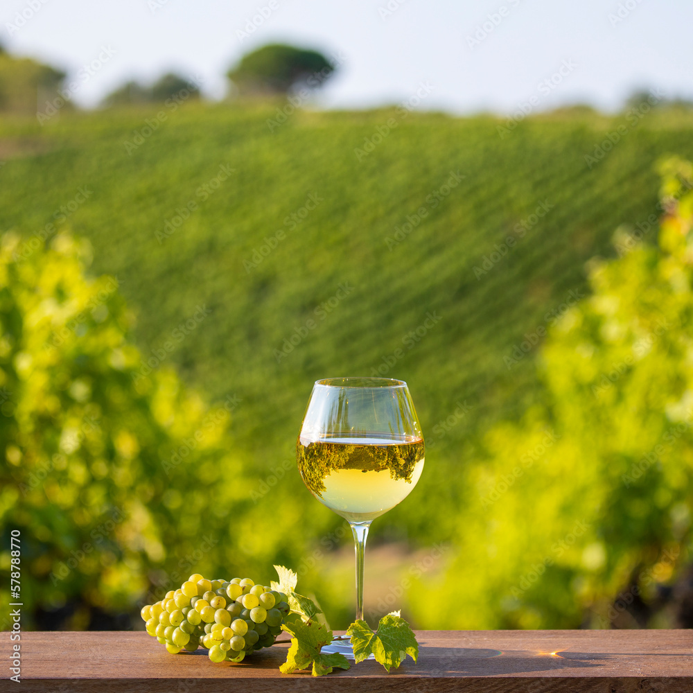 Verre de vin blanc dans un vignoble en France.