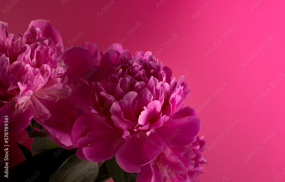 Fototapeta premium Banner with Bouquet of Pink Peonies on a magenta color background with empty space for text. Good for Womens day, Mothers day festive banner background. Spring Season sale backdrop.