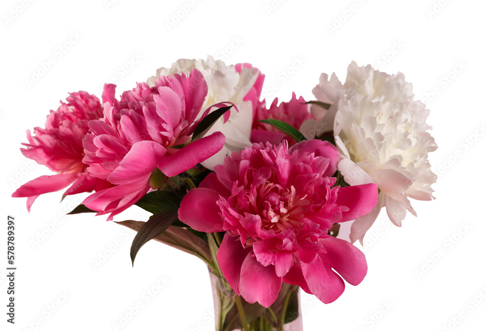 Beautiful bouquet of pink and white Peonies against a white background. Floral spring seasonal wallpaper. Macro photography softfocused peony. Beautiful bouquet of pink and white Peonies against a white background. Floral spring seasonal wallpaper. Macro photography softfocused peony.