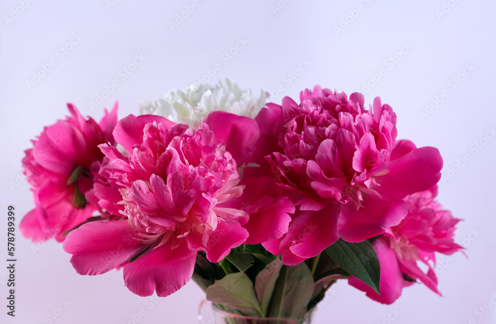 Beautiful bouquet of pink and white Peonies against a white background. Floral spring seasonal wallpaper. Macro photography softfocused peony.