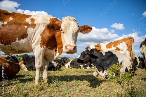 Troupeau de vache laitière dans la campagne au printemps.