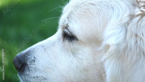 Golden Retriever, Close Up, Dogs Eye, white eyelashes, sideways, with snout, in fron of lawn