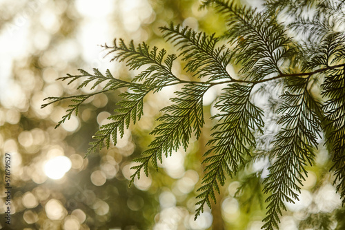 Western red cedar tree branch foliage close up with green bokeh forest background, beautiful evergreen coniferous tree in public park. Western redcedar branch copy space background pacific giant cedar photo