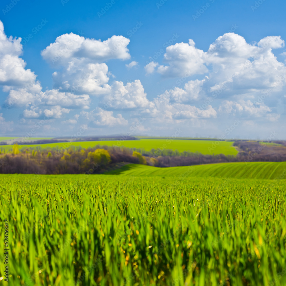 geautiful closeup green rural field under blue cloudy sky, beautiful spring agricultural industry background