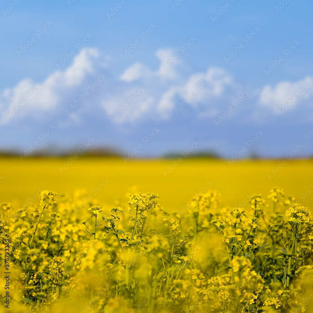 spring yellow rape field under cloudy sky, seasonal agricultural industry background spring yellow rape field under cloudy sky, seasonal agricultural industry background
