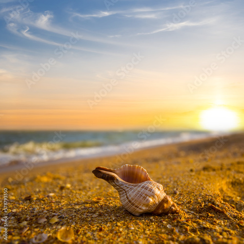 closeup marine shell lie on sandy sea beach at the sunset