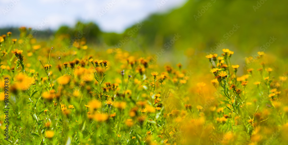 Obraz na płótnie forest glade with wild flowers, beautiful natural summer background w salonie