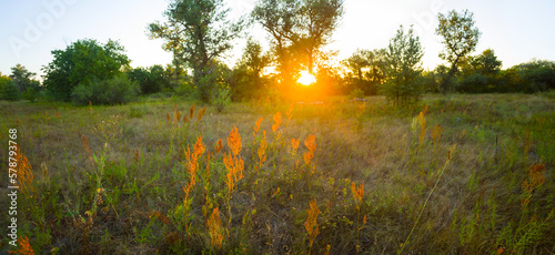 summer forest glade at the sunset  natural outdoor landscape