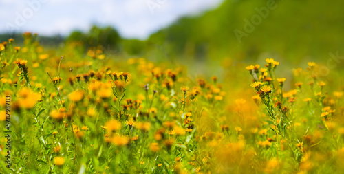 forest glade with wild flowers, beautiful natural summer background