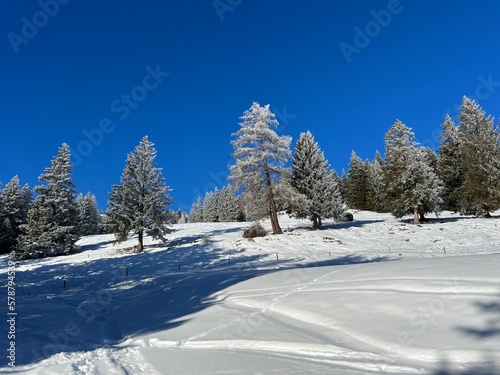 Picturesque canopies of alpine trees in a typical winter atmosphere after the winter snowfall above the tourist resorts of Valbella and Lenzerheide in the Swiss Alps - Canton of Grisons, Switzerland © Mario