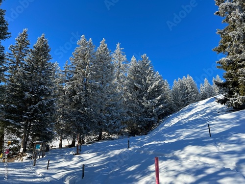 Picturesque canopies of alpine trees in a typical winter atmosphere after the winter snowfall above the tourist resorts of Valbella and Lenzerheide in the Swiss Alps - Canton of Grisons, Switzerland