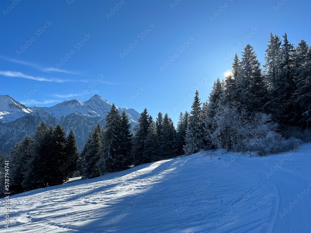 Picturesque canopies of alpine trees in a typical winter atmosphere after the winter snowfall above the tourist resorts of Valbella and Lenzerheide in the Swiss Alps - Canton of Grisons, Switzerland