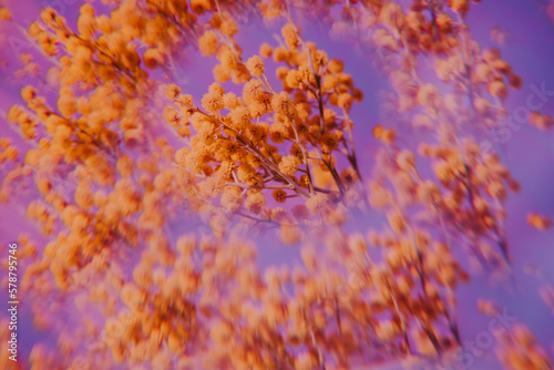 Mimosa branch. Kaleidoscope effect. Soft focus.
