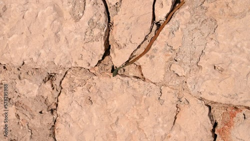 Red whip snake on the wall. Collared dwarf racer in nature. Platyceps najadum.  photo